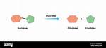Where Does Sucrase Function?