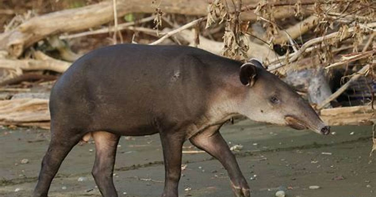 Where Does Tapir Live?