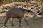 Where Does Tapir Live?