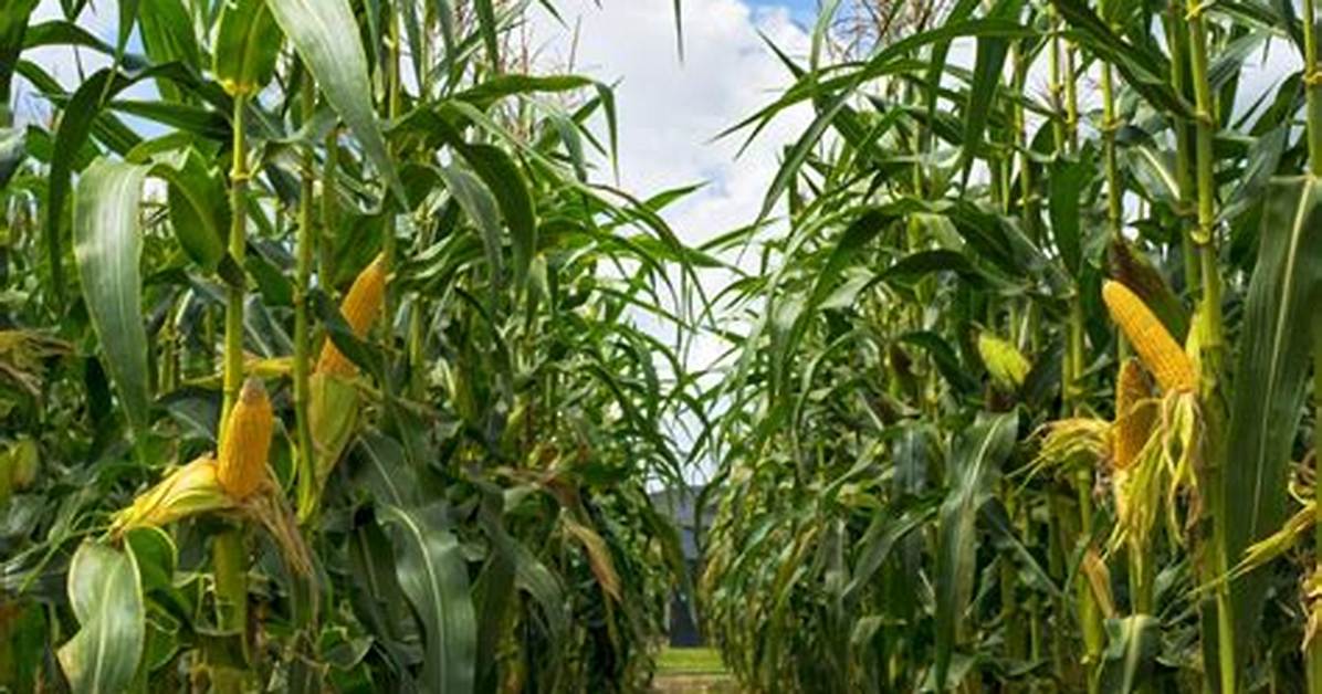 Where Does the Corn Grow