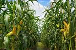 Where Does the Corn Grow