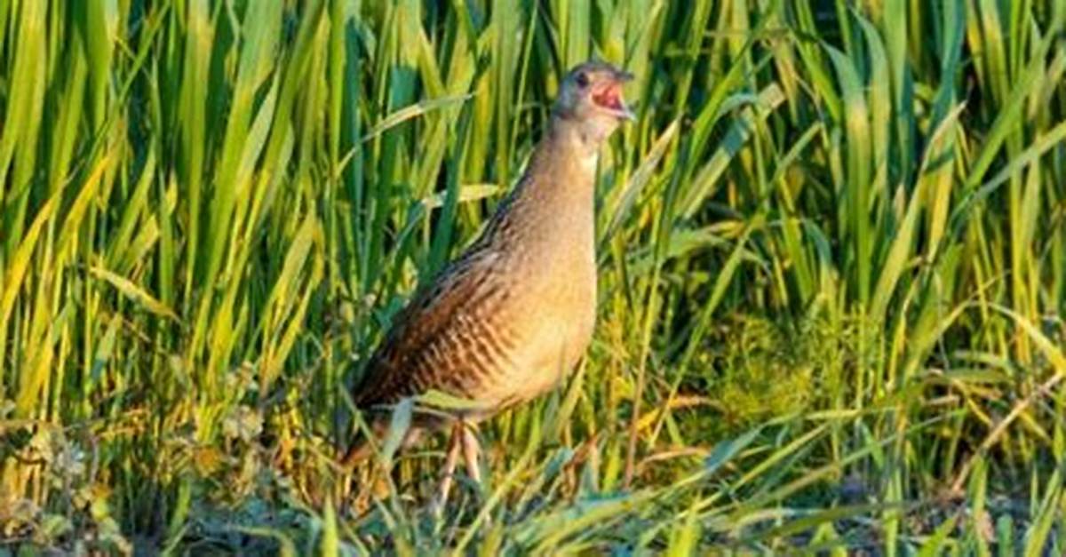 Where Does the Corncrake Live?