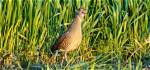 Where Does the Corncrake Live?