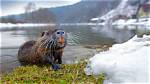 Where Does the Nutria Live?