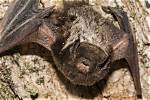 Where Does the Silver-Haired Bat Migrate to?
