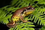 Where Does the Thighed Frog Live?