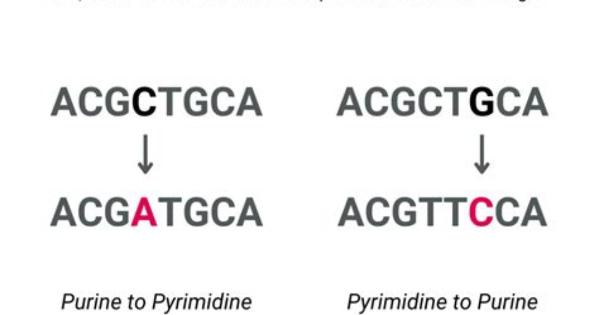 Where Does Transversion Mutation Occur?