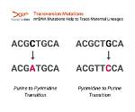 Where Does Transversion Mutation Occur?