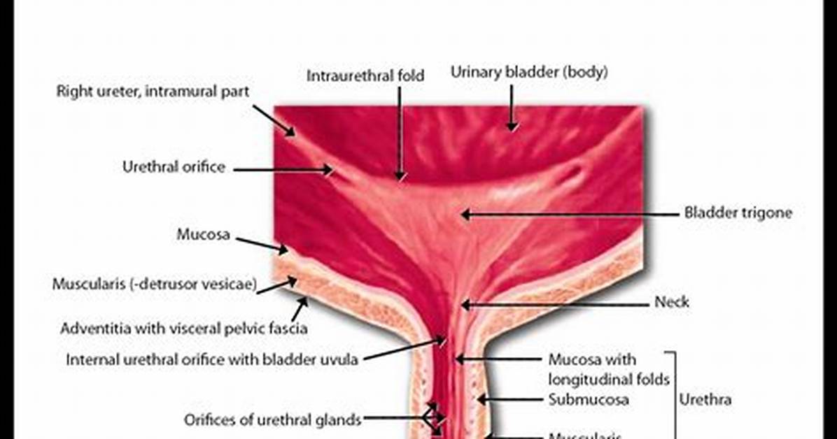 Where Does Urethra Located?