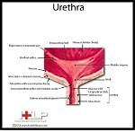 Where Does Urethra Located?