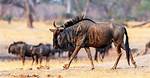 Where Does Wildebeest Live?