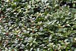 Where Does Wintergreen Grow