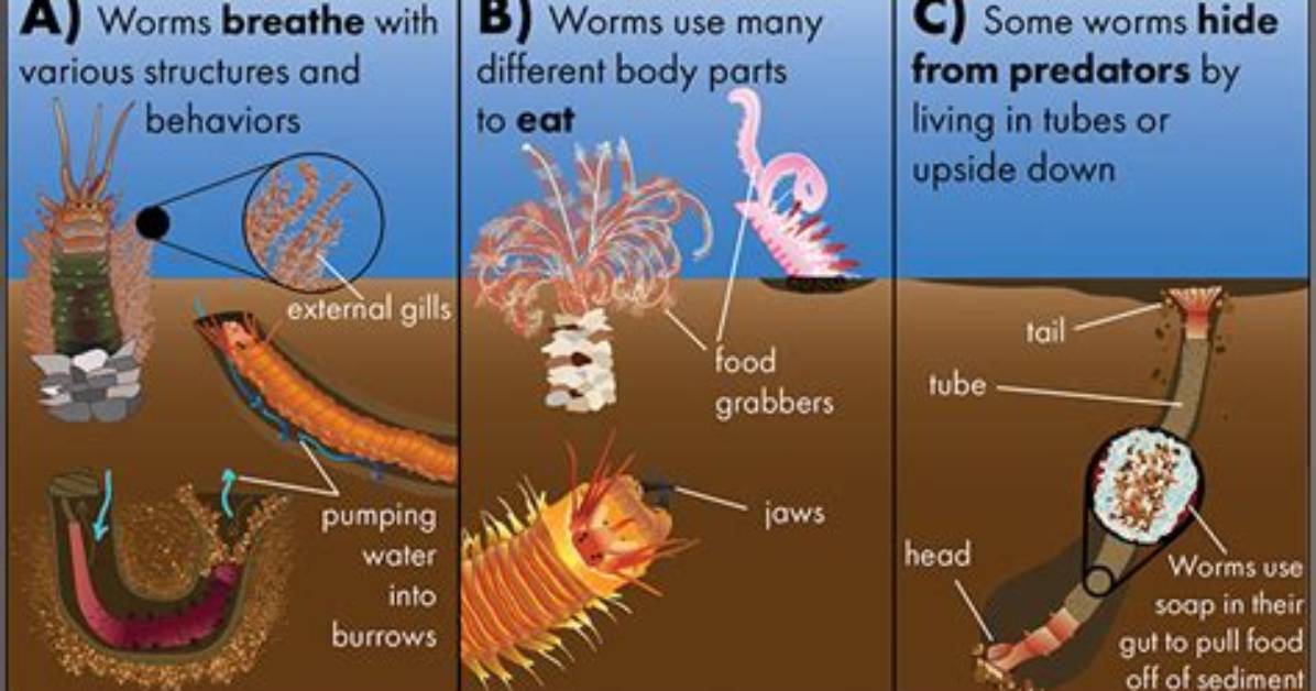 Where Does Worms Live?