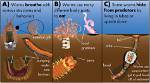 Where Does Worms Live?