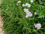 Where Does Yarrow Grow?