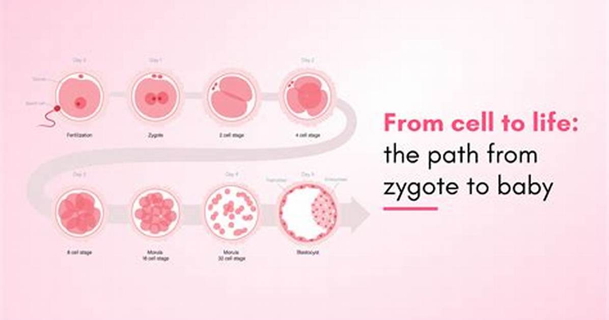 Where Does Zygote Develop?