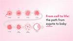 Where Does Zygote Develop?