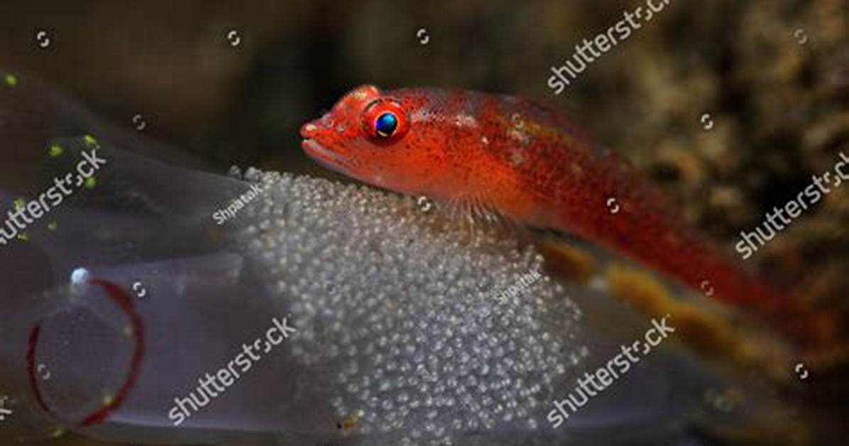 Where Eel Fish Lay Eggs?