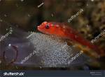 Where Eel Fish Lay Eggs?