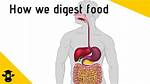 Where Food Is Digested