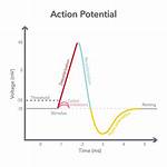 Where Is Action Potential Generated?