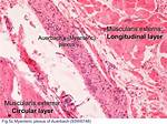 Where Is Auerbach's Plexus?