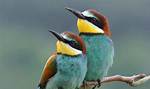 Where Is Bee Eater from?