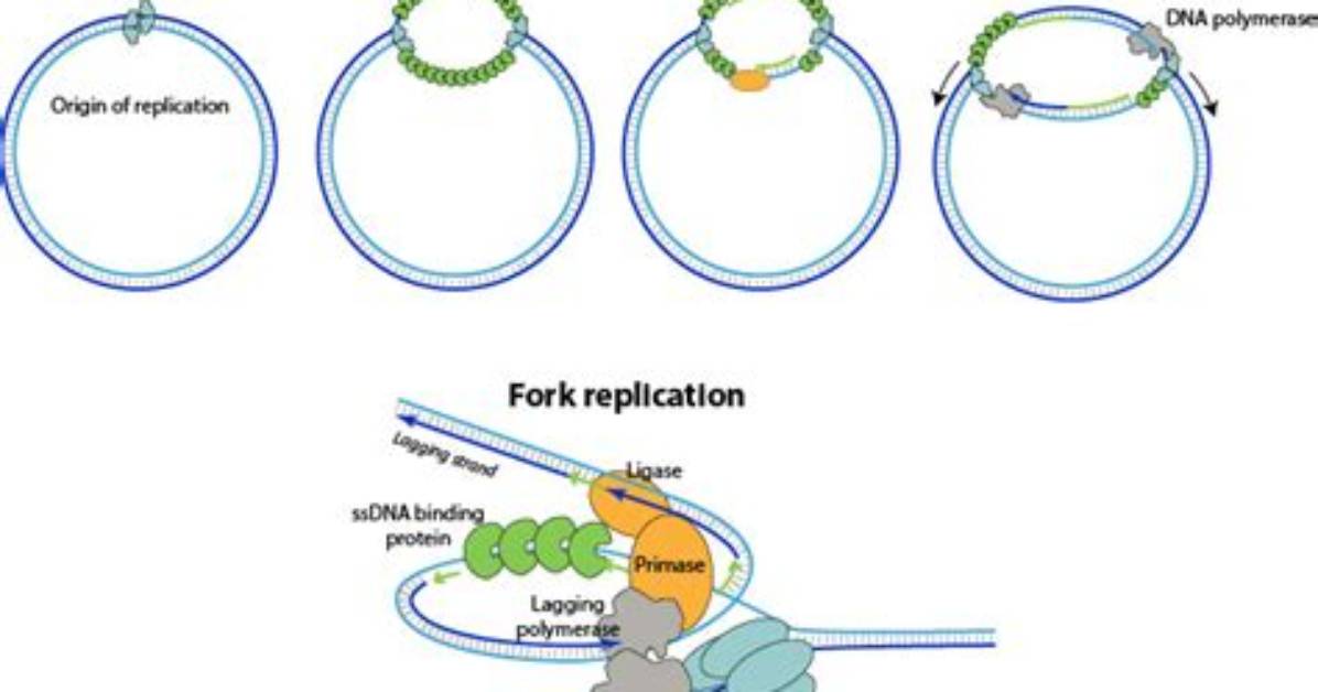 Where Is Bidirectional Replication?