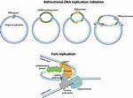 Where Is Bidirectional Replication?