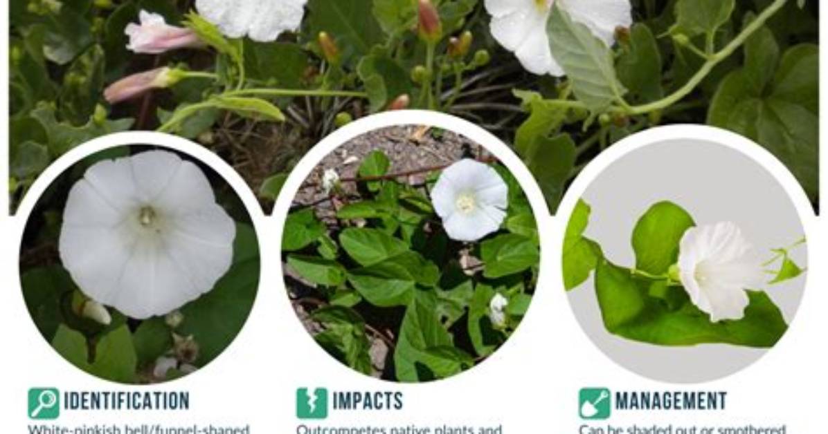 Where Is Bindweed Native?
