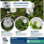 Where Is Bindweed Native?