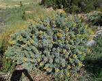 Where Is Bladderpod Native to?