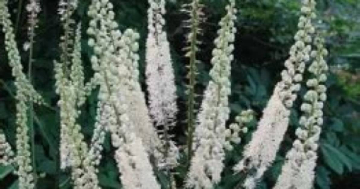 Where Is Bugbane Native?