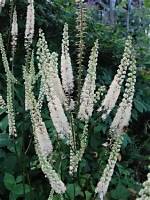 Where Is Bugbane Native?