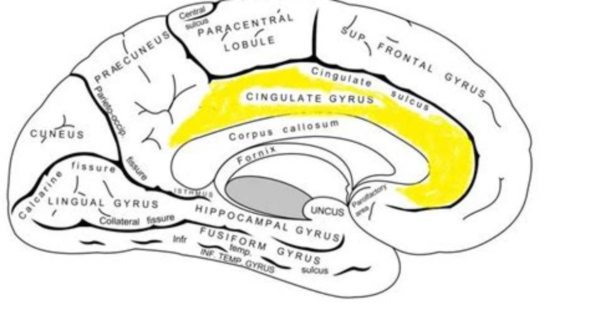 Where Is Cingulate Bundle Found?