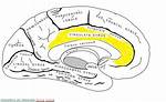 Where Is Cingulate Bundle Found?