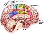 Where Is Cingulate Cortex?