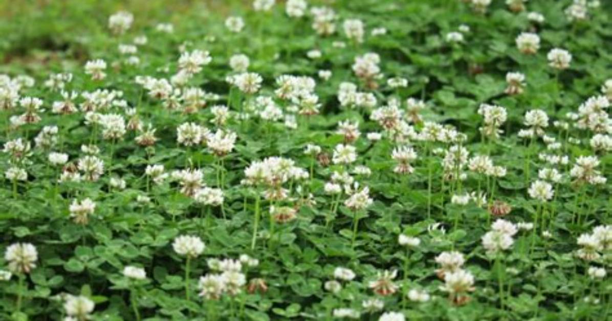 Where Is Clover Native