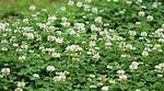 Where Is Clover Native