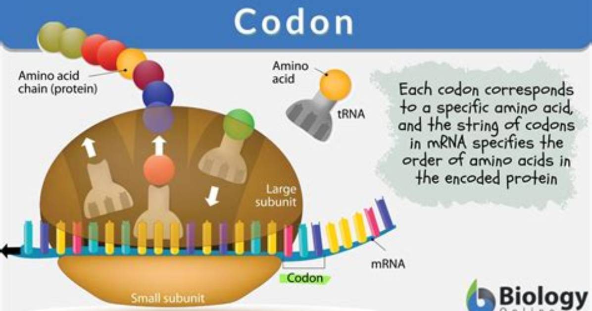 Where Is Codon Located