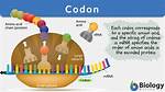 Where Is Codon Located