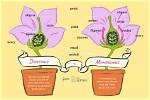 Where Is Dioecious Found?