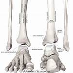 Where Is Distal Tibia?