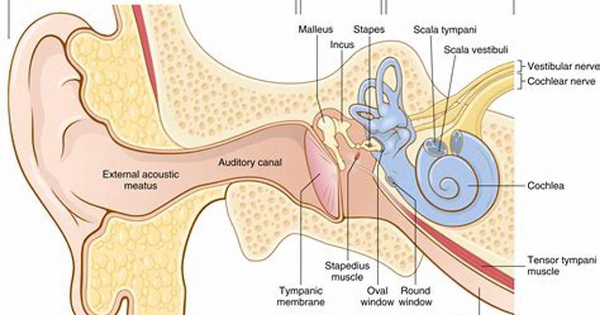 Where Is Eardrum Located