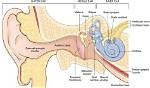 Where Is Eardrum Located