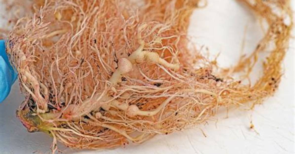 Where Is Eelworm Found?