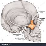 Where Is Frontozygomatic Suture?