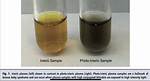 Where Is Icteric Found?
