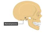 Where Is Mastoid Process?