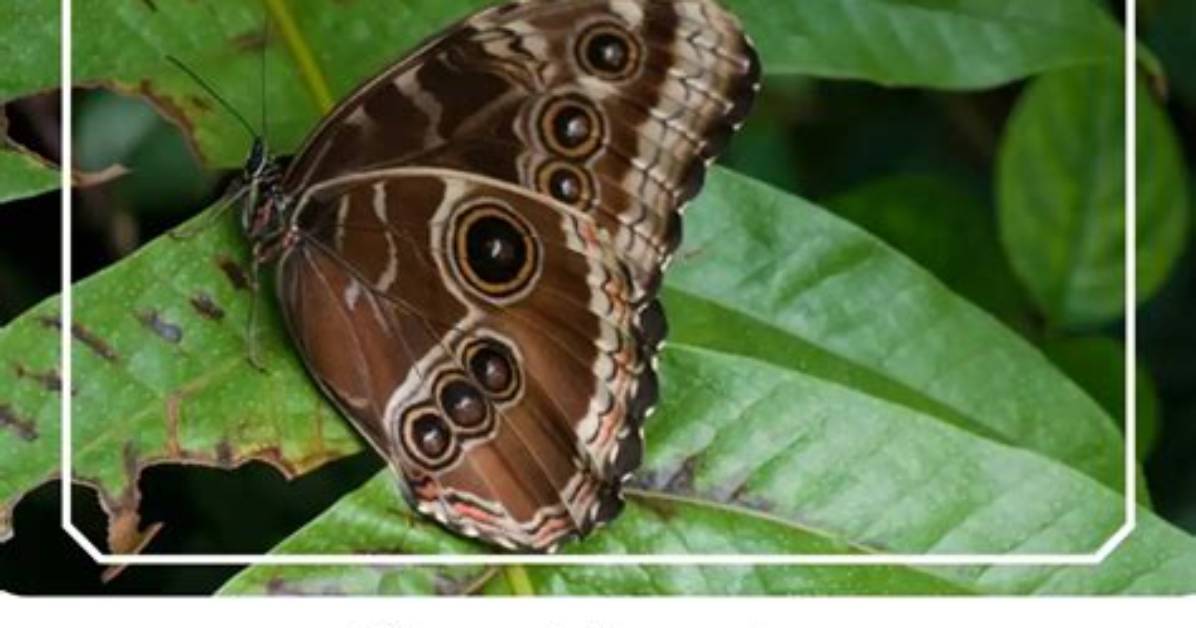 Where Is Morphos Located?